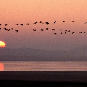 GALLOCANTA – AGUALLUEVE, ANENTO, GRULLAS Y JAMON