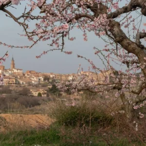 CALANDA EN FLOR Y CASTILLO DE ALCAÑIZ