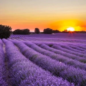 BRIHUEGA, CAMPOS DE LAVANDA – 15 DE JULIO
