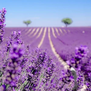BRIHUEGA, CAMPOS DE LAVANDA – 19 DE JULIO