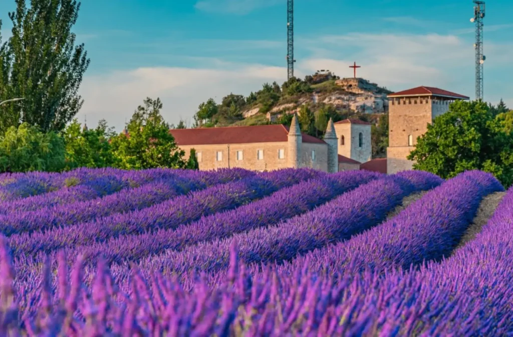 FESTIVAL DE LA LAVANDA DE CALERUEGA