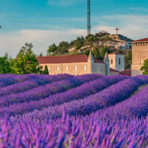 FESTIVAL DE LA LAVANDA DE CALERUEGA