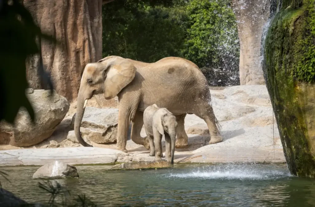 BIOPARC DE VALENCIA